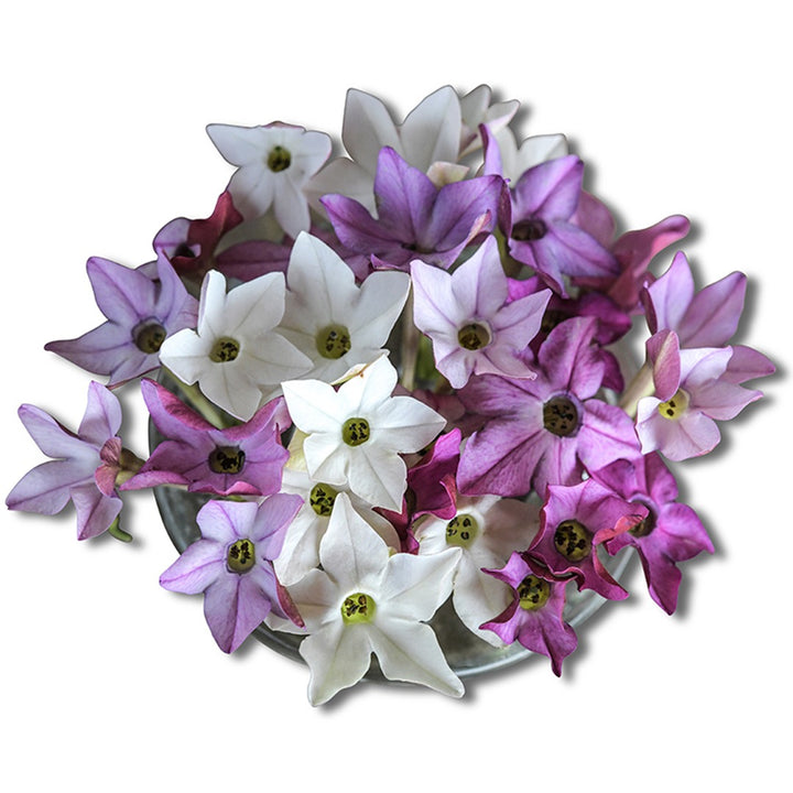 Scentsation Nicotiana blooms on a white background.
