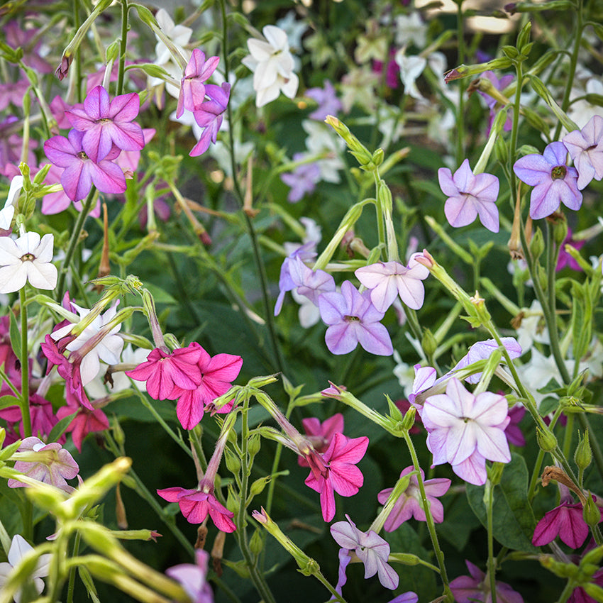 Multi-colored Scentsation Mix Nicotiana blooming in the garden.