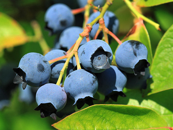 Blueberry, Northcountry (2 plants) March-May. Ships prompt weekly as available.