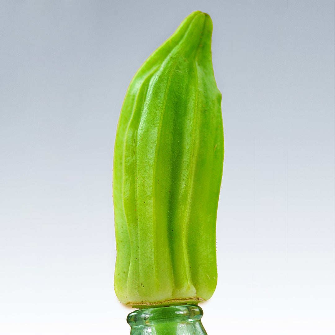 A single Eagle Pass Okra balanced on a bottle against a grey background.