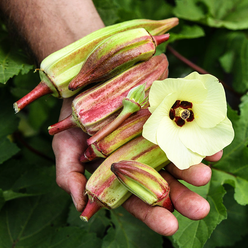 Alabama Red Okra fresh picked with flower.