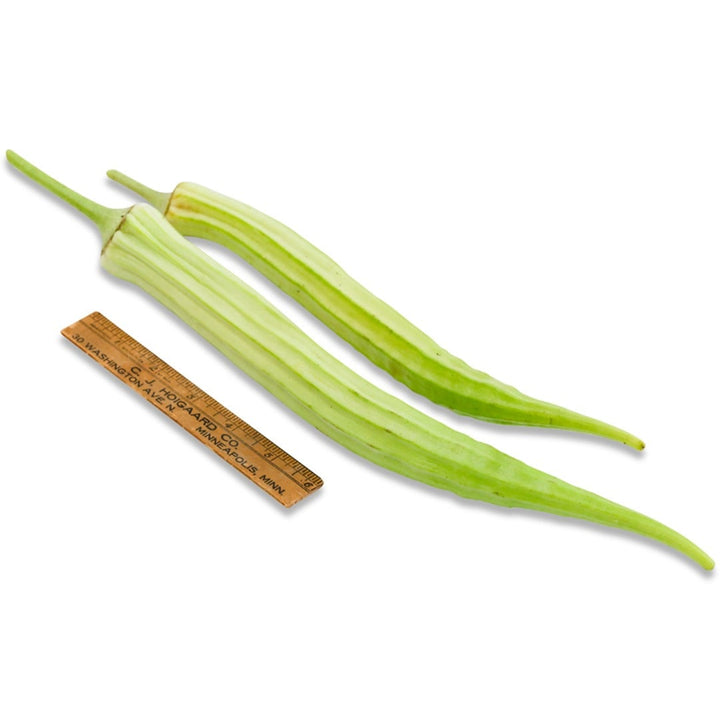 16 Inch Long Pod Okra with a ruler to show size on a white background.