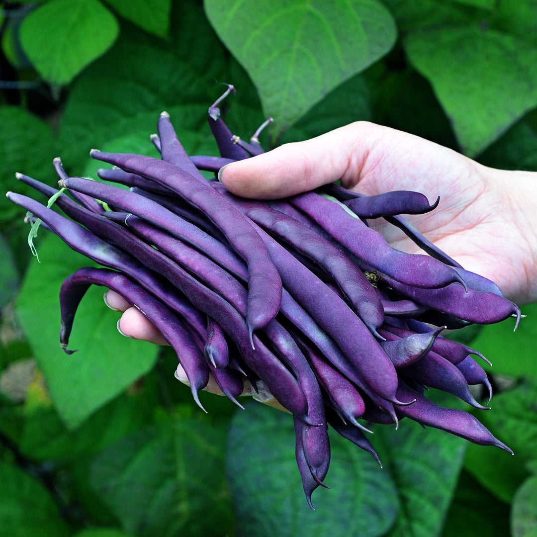A gardener holding a handful of freshly picked Purple Podded Pole Beans with foliage as a backdrop.