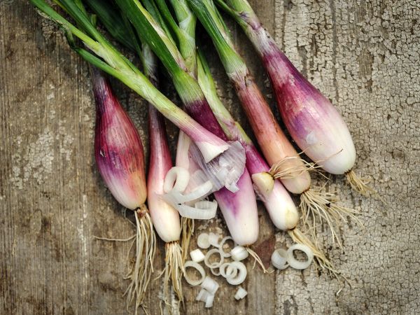 Onion Seeds, Zebrune Shallot