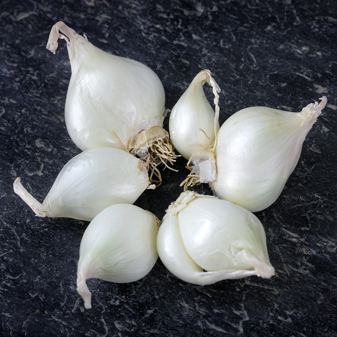A close-up of Shirley Hammond Multiplier Onion Bulbs on a black slate background.