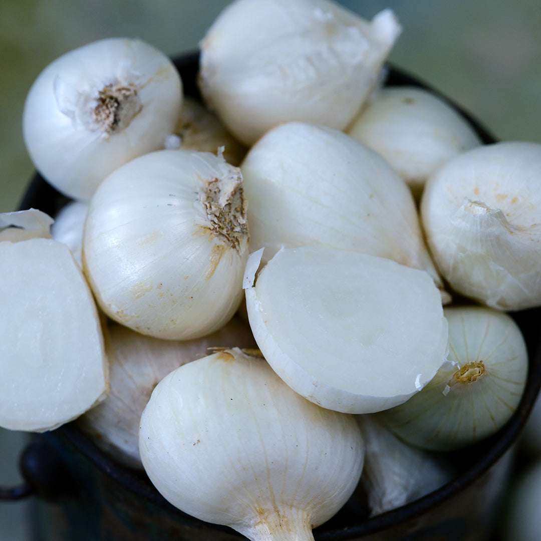 A close-up of Shirley Hammond Multiplier Onion Bulbs.