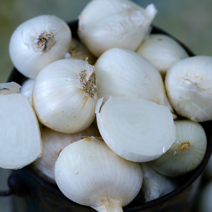 A close-up of Shirley Hammond Multiplier Onion Bulbs.