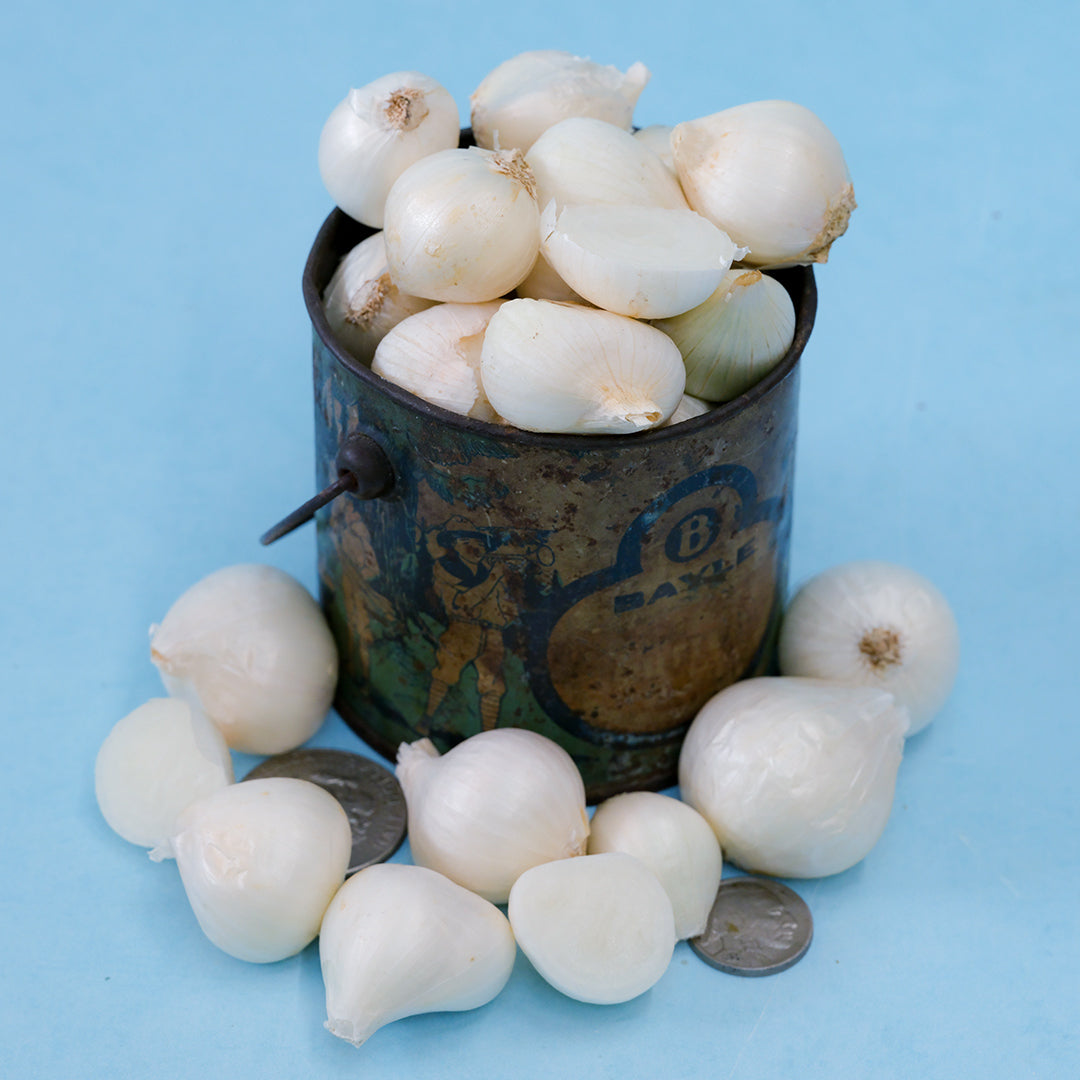 Shirley Hammond Multiplier Onion Bulbs in a small vintage container with coins on bright blue background.