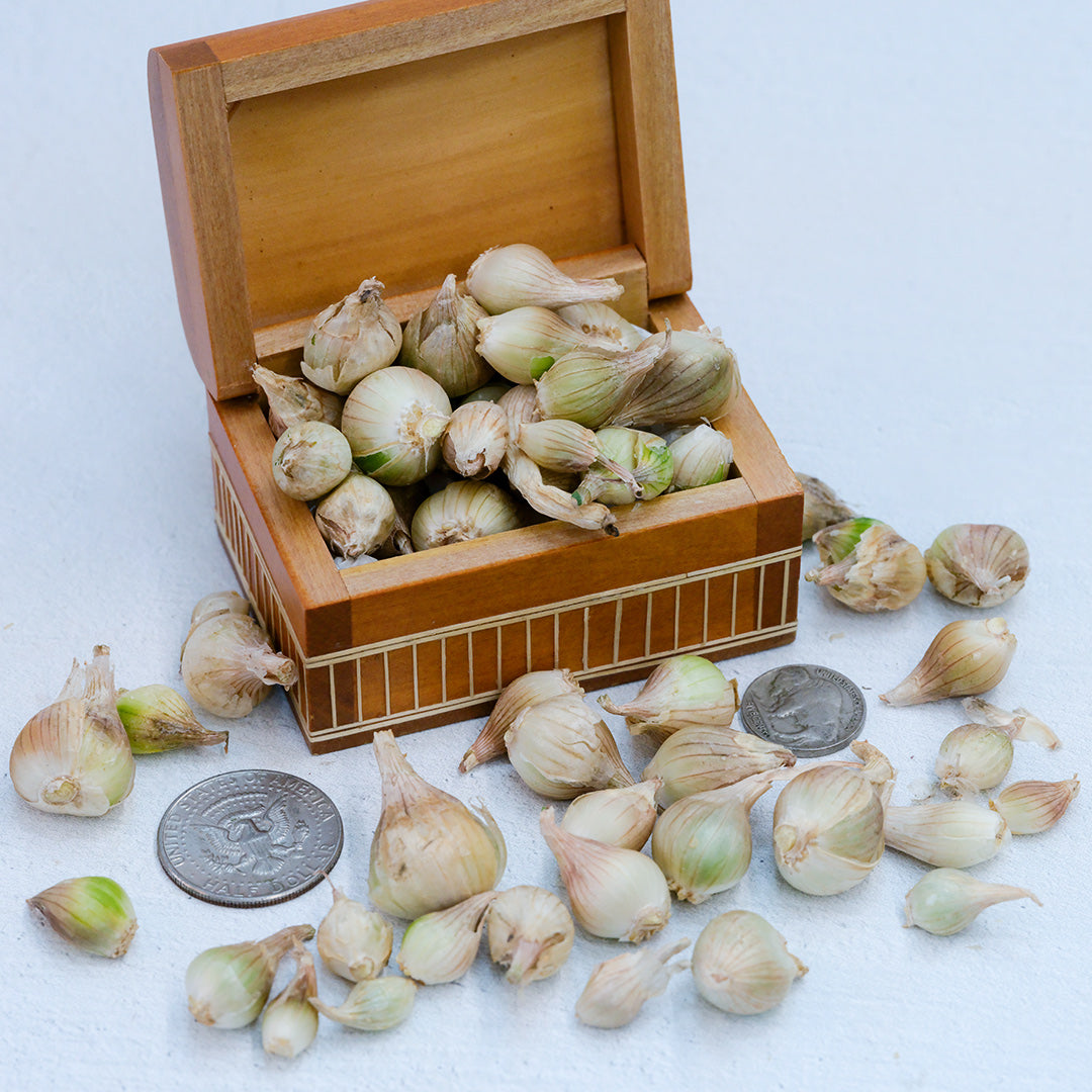 Onion bulbils, White Egyptian Walking (10 bulbils)