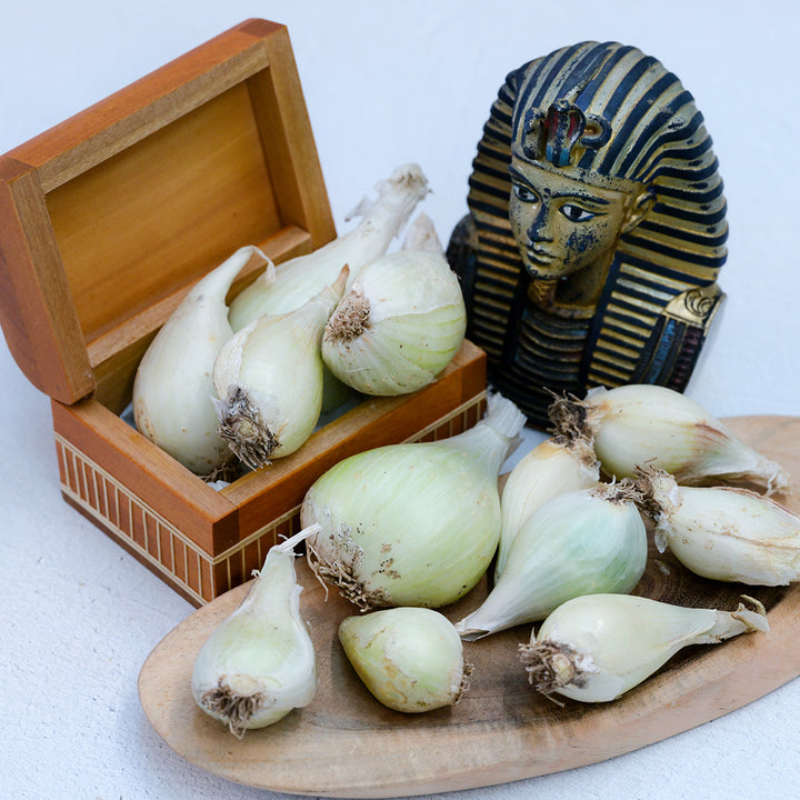 Onion bulbs, White Egyptian Walking (3 bulbs)