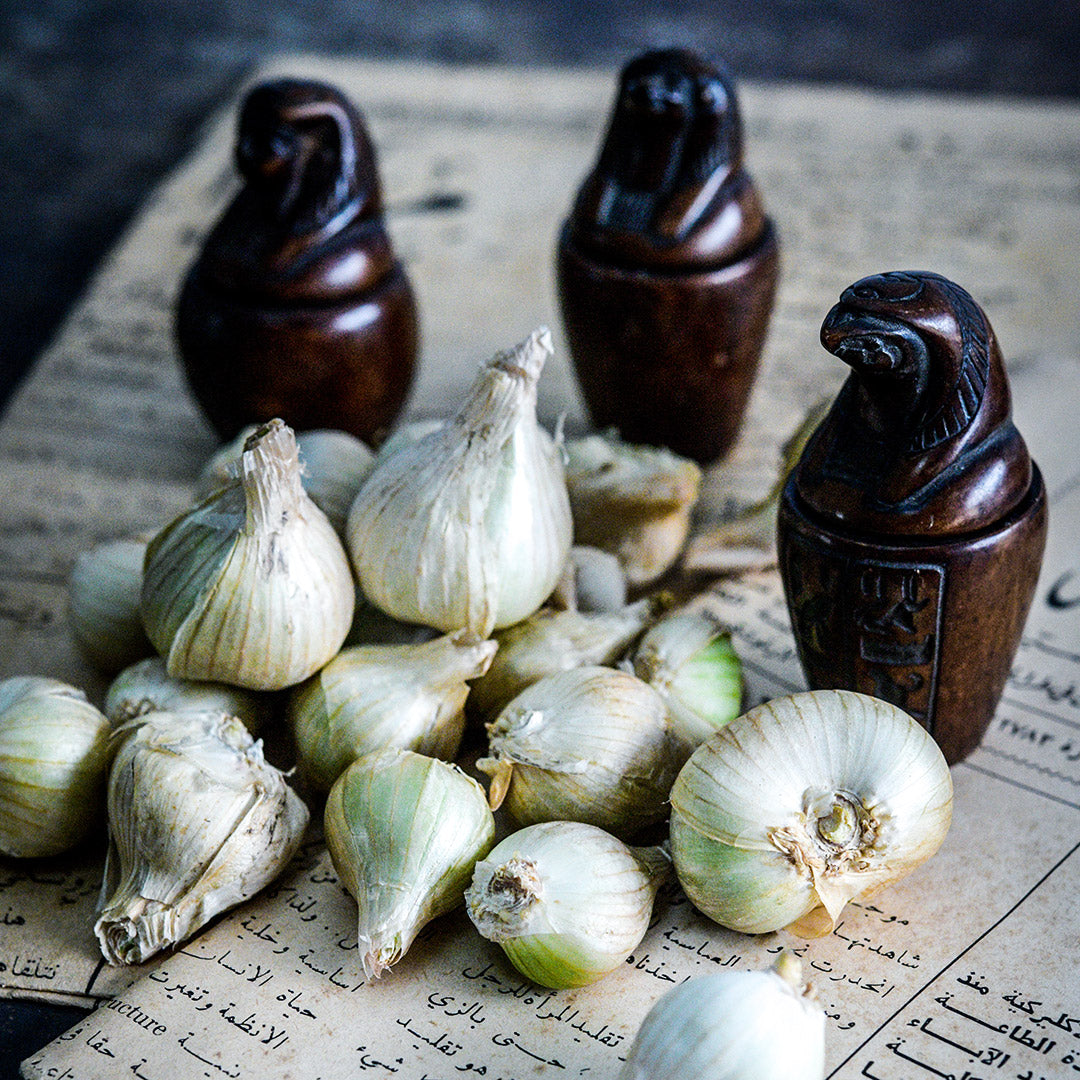 Onion bulbils, White Egyptian Walking (10 bulbils)