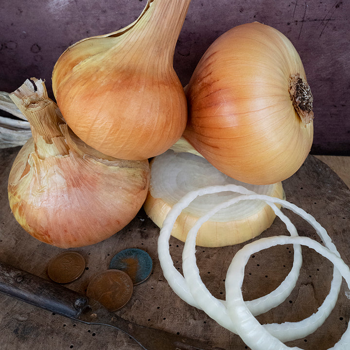 Australian Brown Onions with rings.