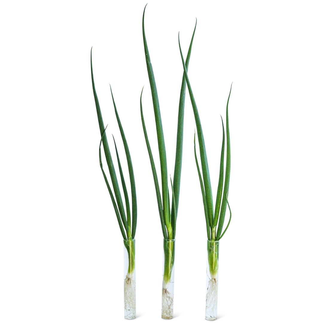 Ishikura Bunching Onions in glass vases on a white background.