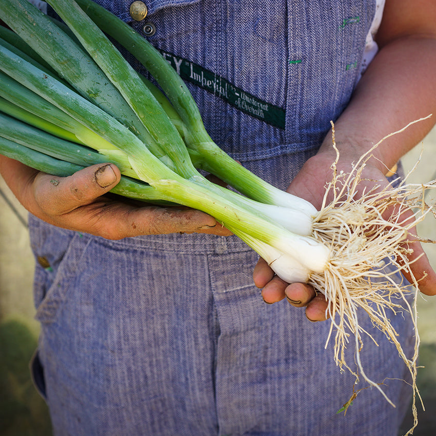 Ishikura Onions freshly pulled from garden.