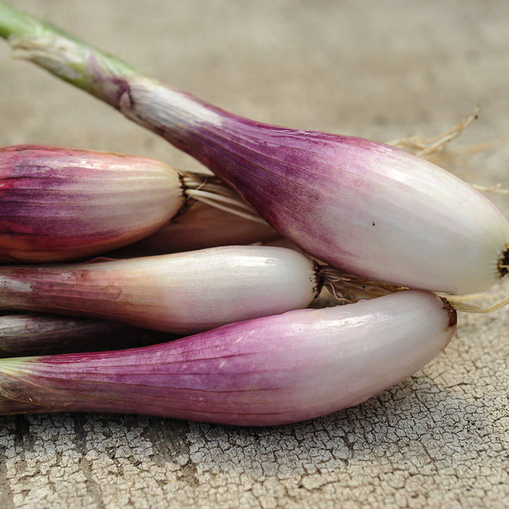 Zebrune Shallots stacked on textured table top.