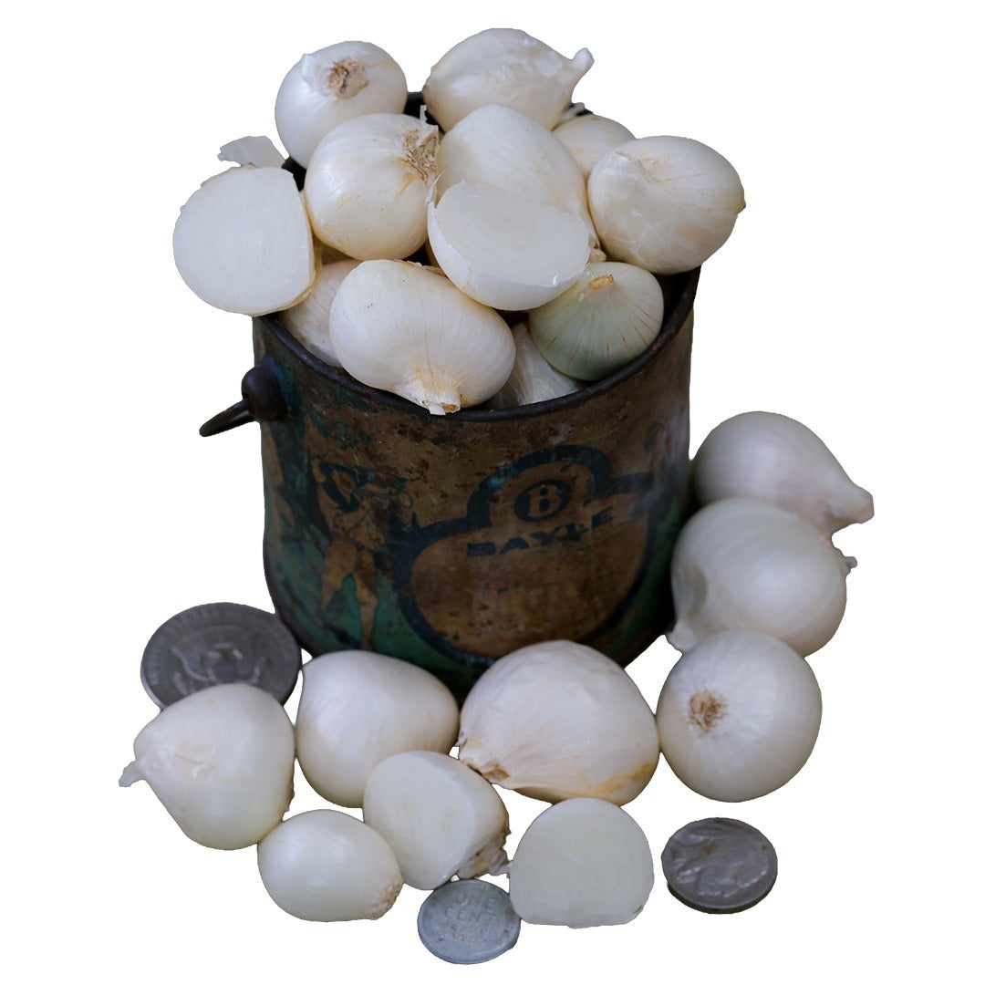 Shirley Hammond Multiplier Onion Bulbs in a small vintage container with coins with white background.