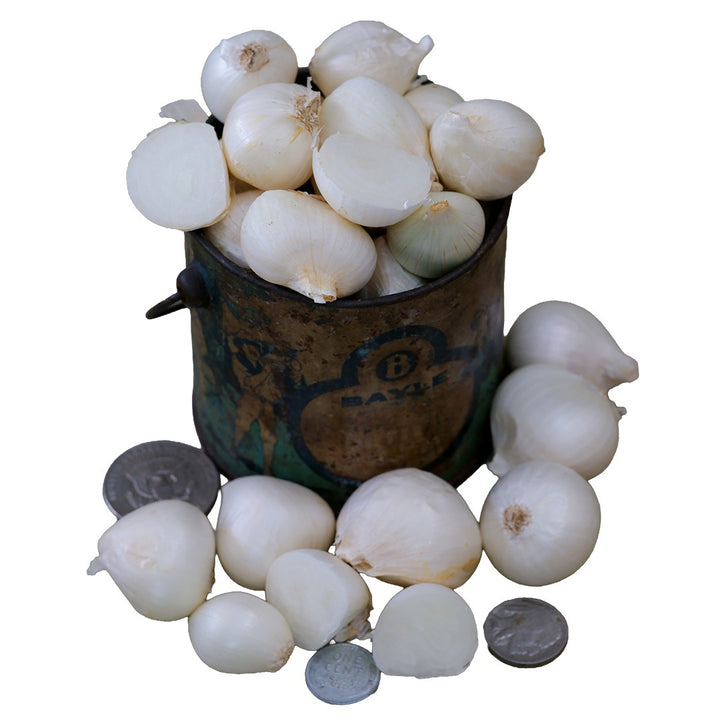 Shirley Hammond Multiplier Onion Bulbs in a small vintage container with coins with white background.