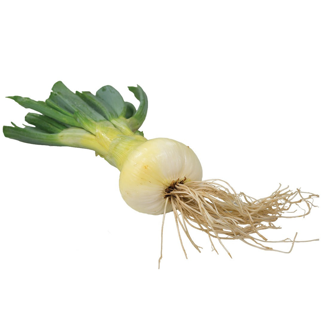 Stuttgarter Onion on a white background.