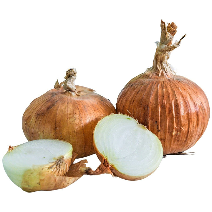 Texas Early Grano Onions on a white background.