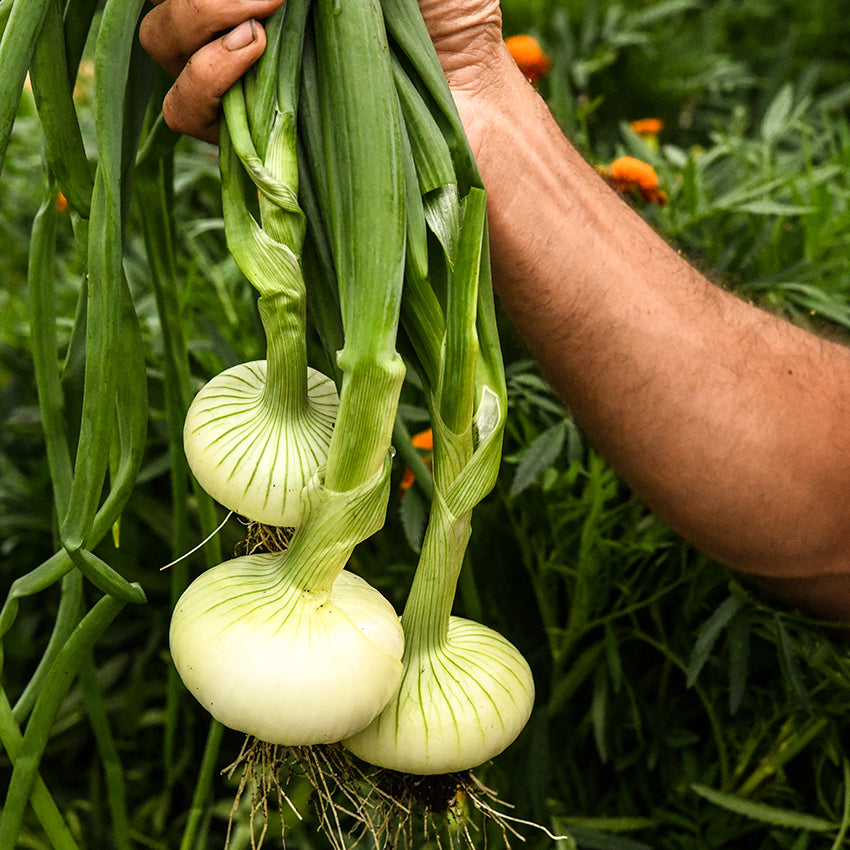 Unzen Early Flat Onions held up in garden.
