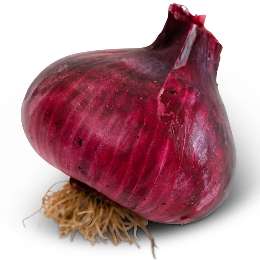 Wethersfield Red Onion on a white background.