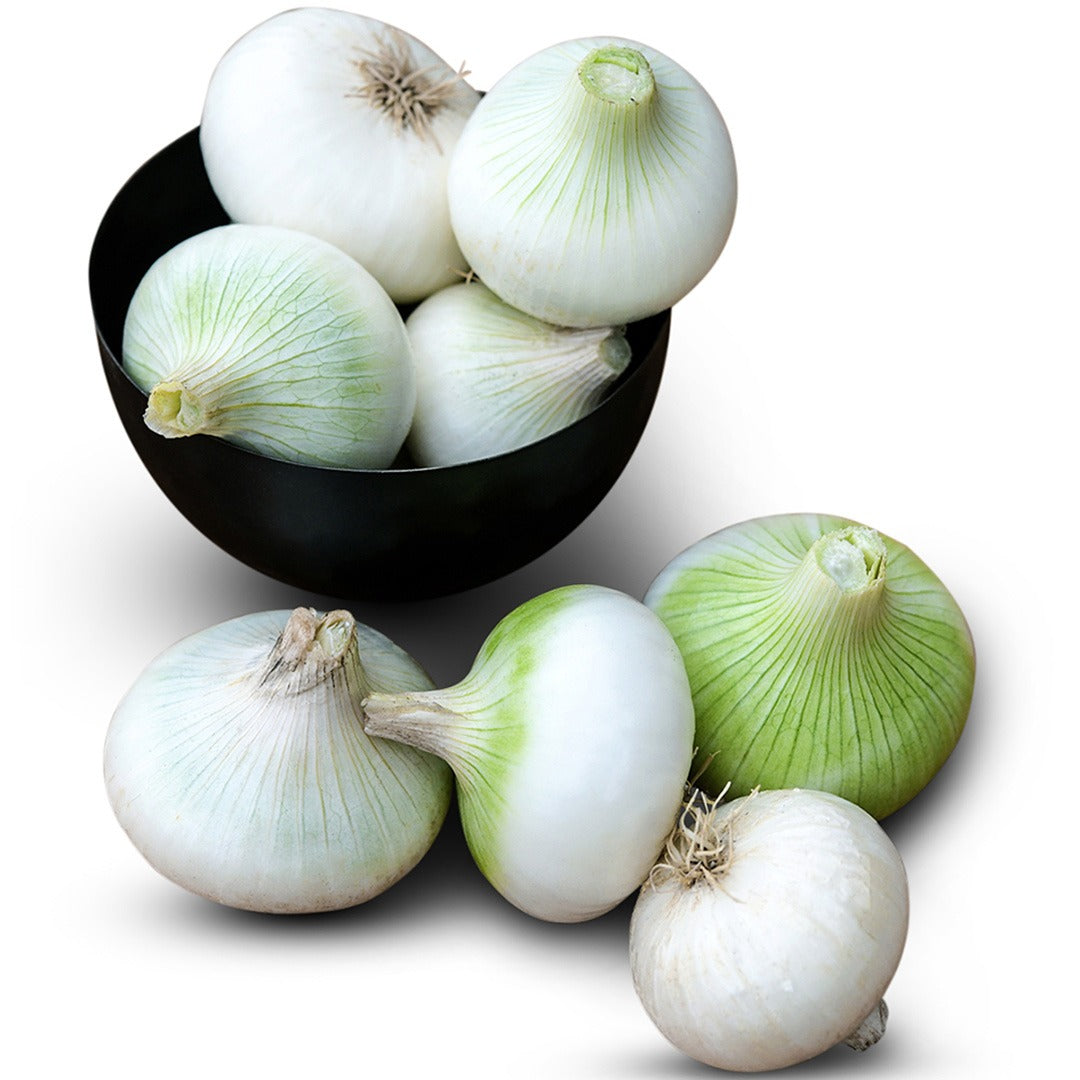 White Creole Onions on a white background.