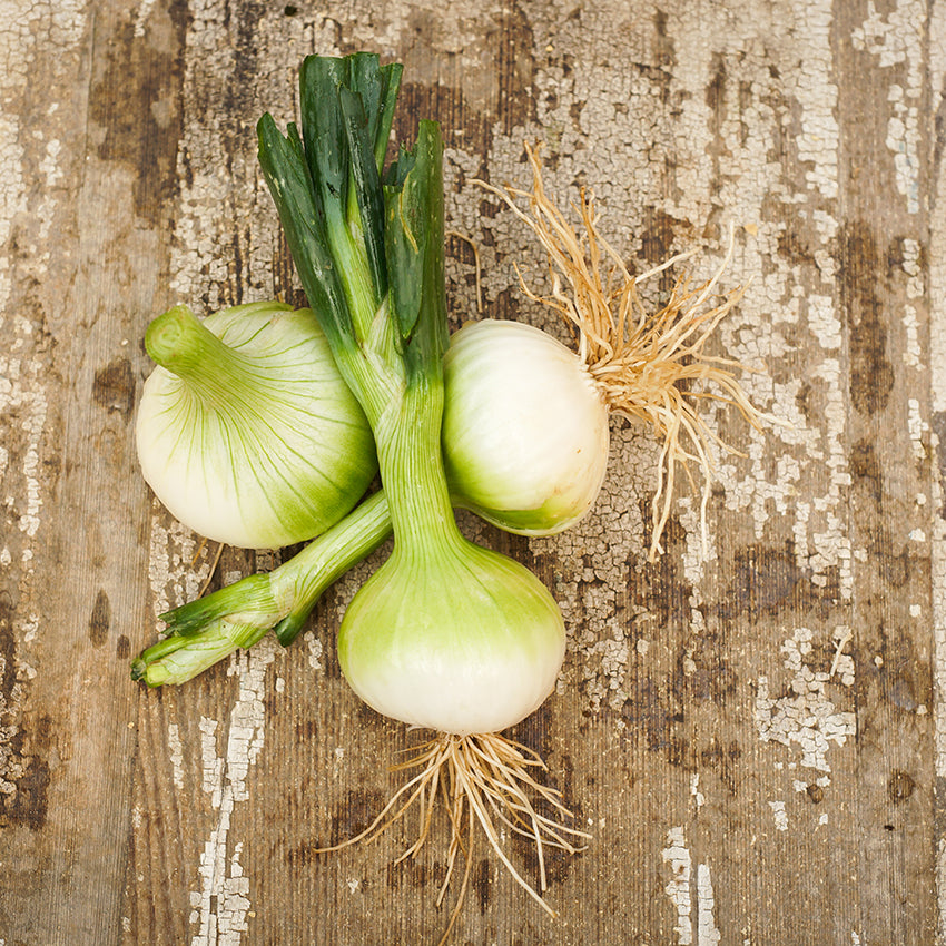 White Creole Onions on wooden countertop.
