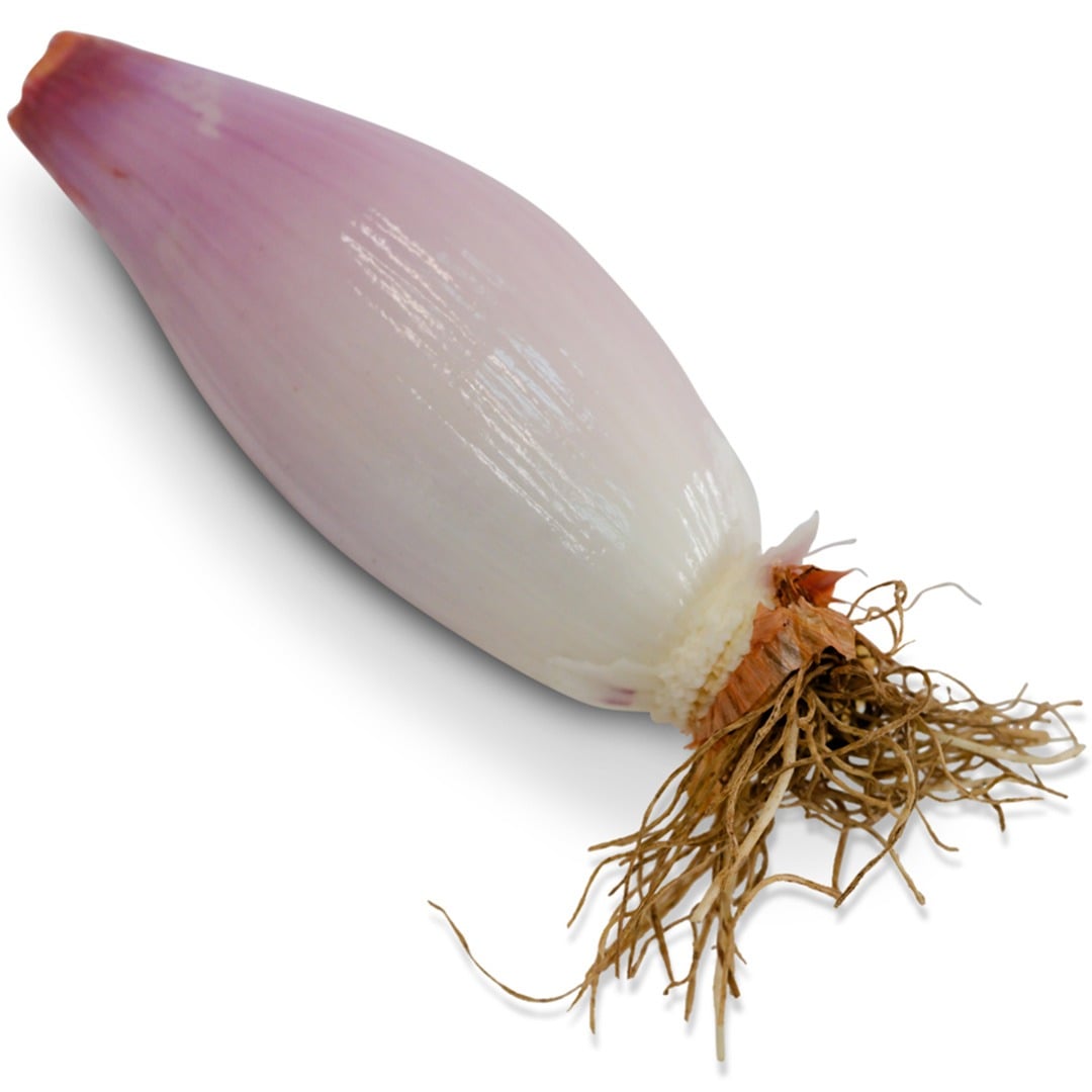 Single Zebrune Shallot Onion on a white background.