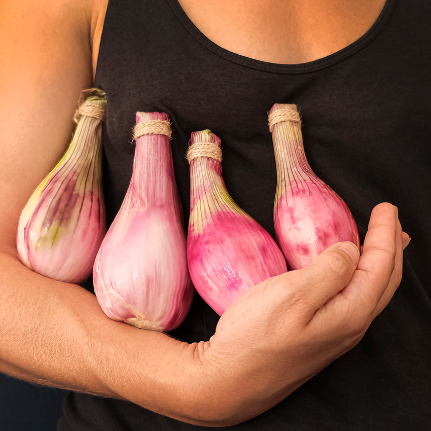 Zebrune Shallots being cradled.