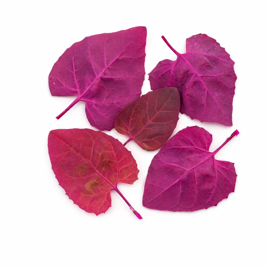 Red Orach leaves arranged on a white background.