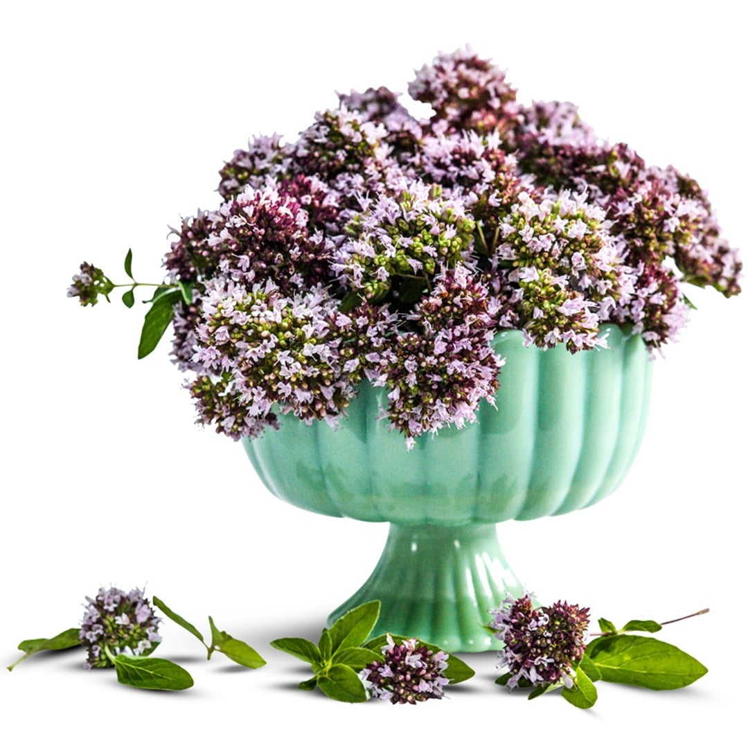 Oregano Vulgare arrangement in green stand on a white background.