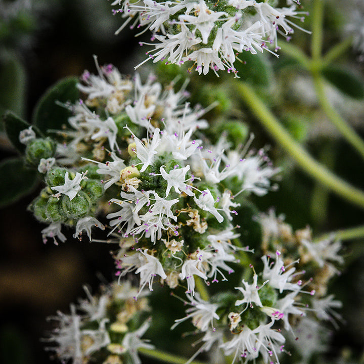 Oregano Wild Zaatar blooms close-up