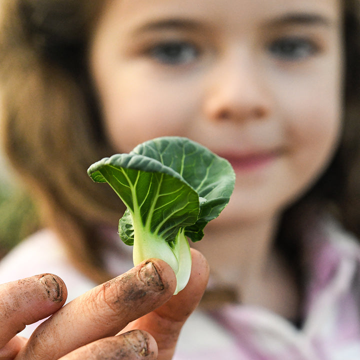 A little girl smiles while holding a miniature head of Hedou Tiny Bok Choy.