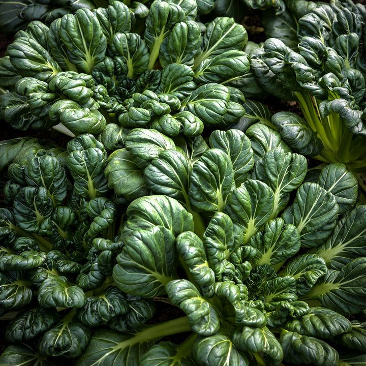 Tatsoi growing happily in the greenhouse at Baker Creek in Mansfield, Missouri.