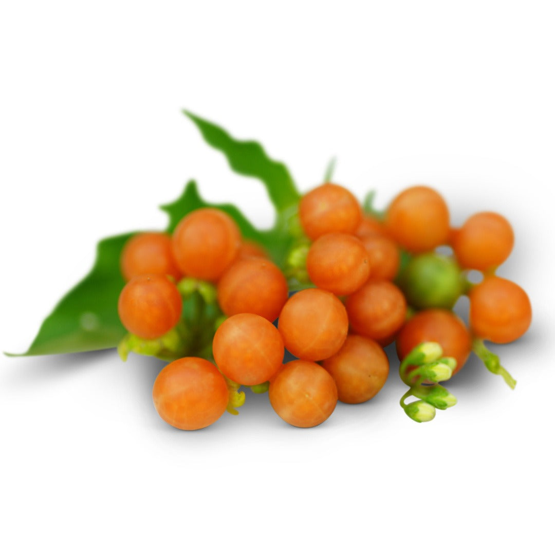 Otricoli Orange Berries on a white background.