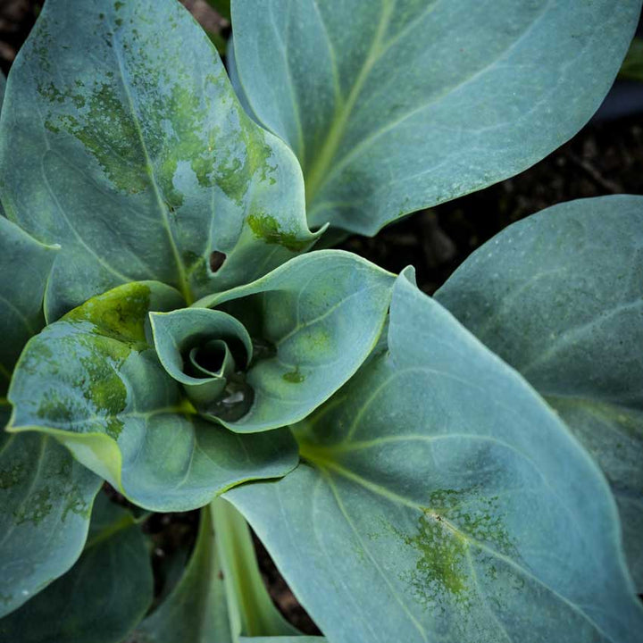 Closeup of an Oyster Leaf plant in the garden.