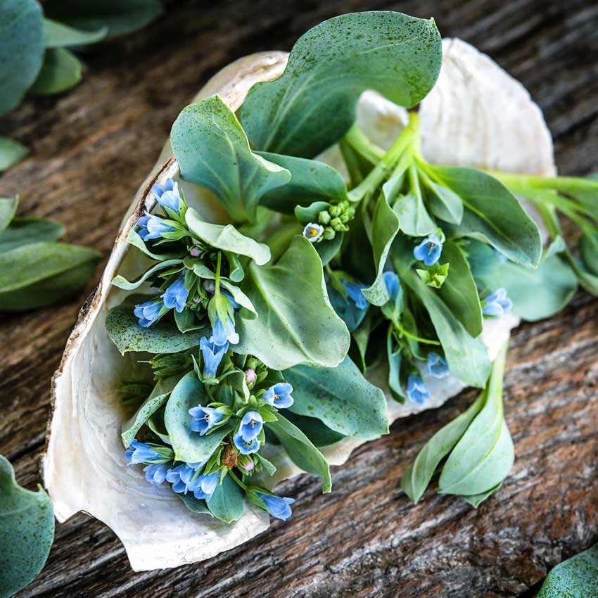 Oyster Leaf in oyster shell on countertop