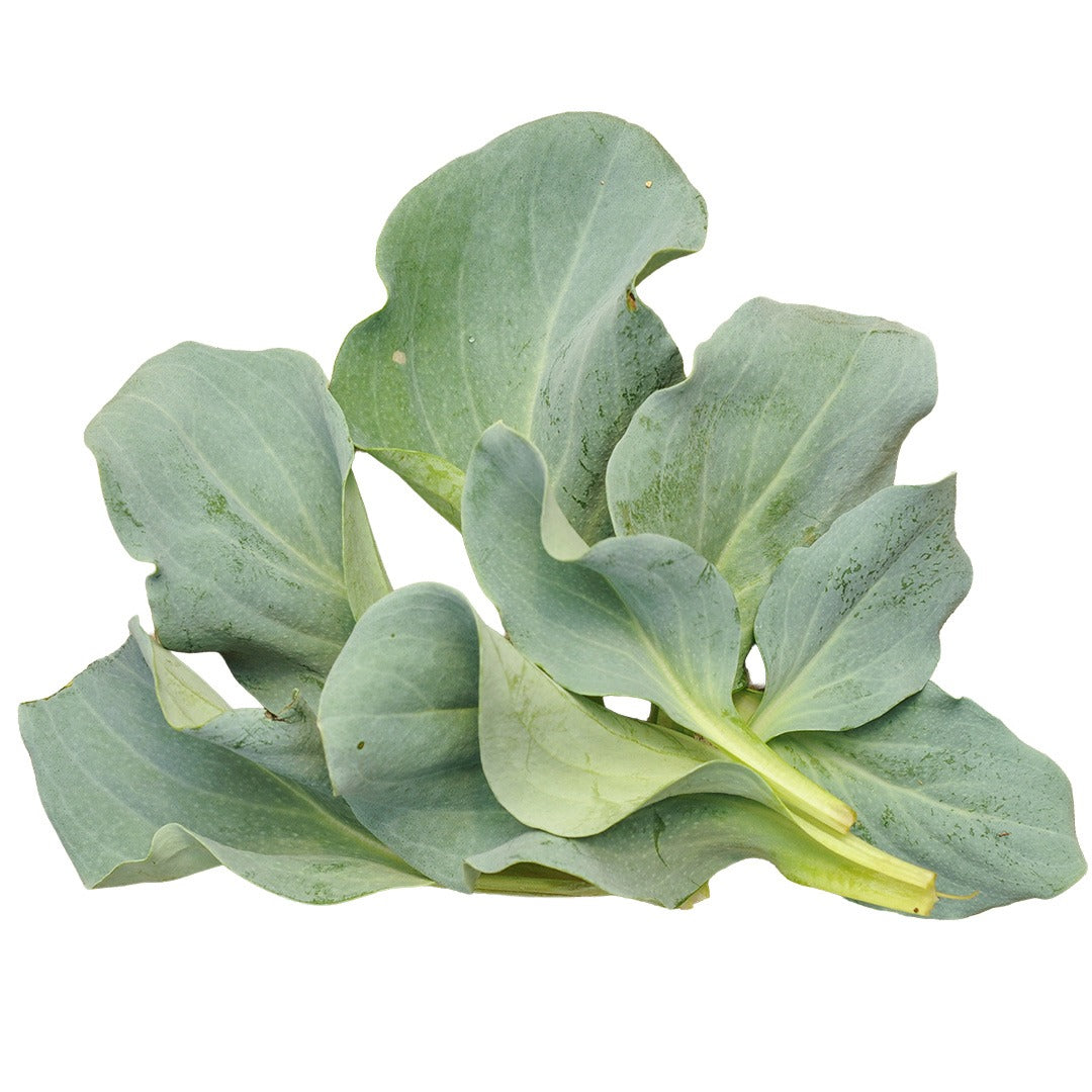 Oyster Leaf Leaves on a white background.