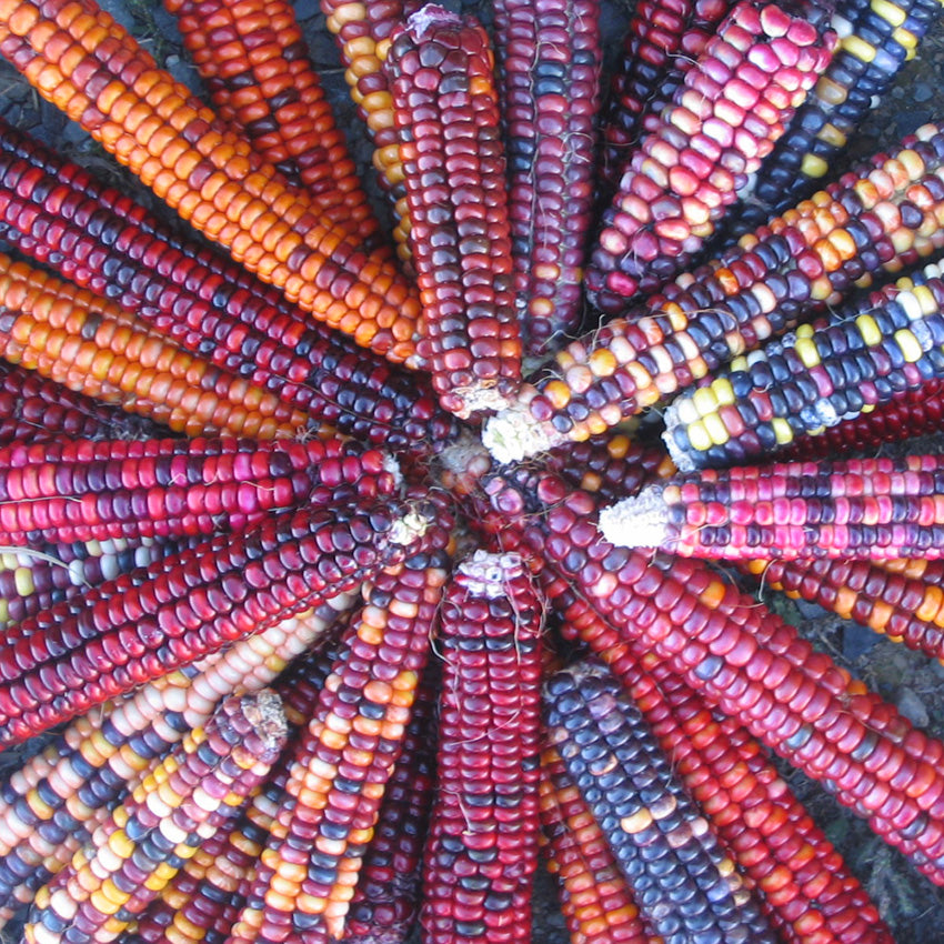 Corn Seeds, Painted Mountain