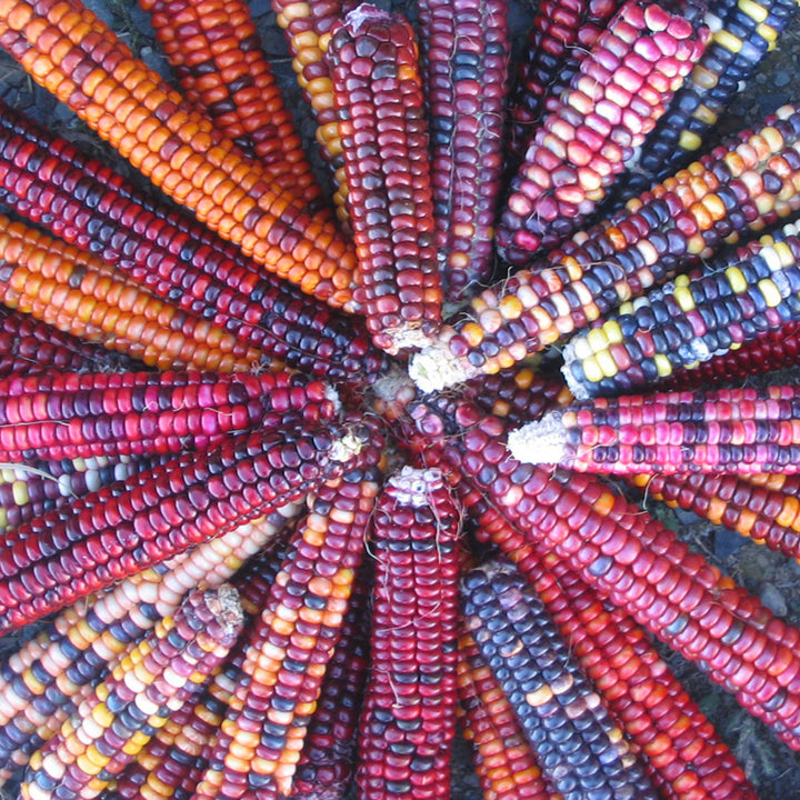 Corn Seeds, Painted Mountain