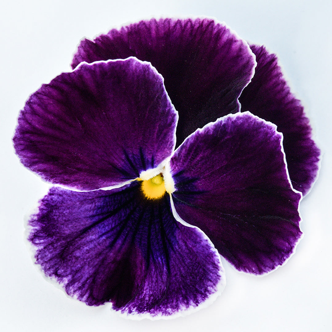 A close-up macro view of single bloom of a Bertrand's Purple Eclipse Viola on white background.