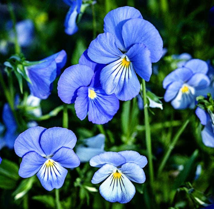 Blue Perfection Viola flowers growing in the gardens in at Baker Creek.