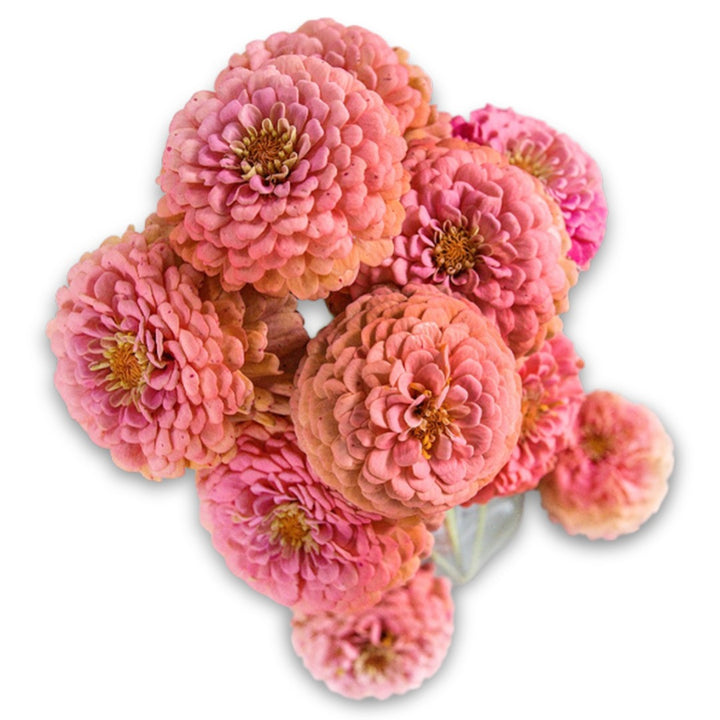 An overhead view of Oklahoma Salmon Zinnias arranged in glass vase.