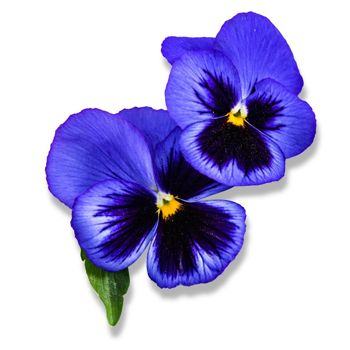 Pair of Lake of Thun Pansies on a white background.
