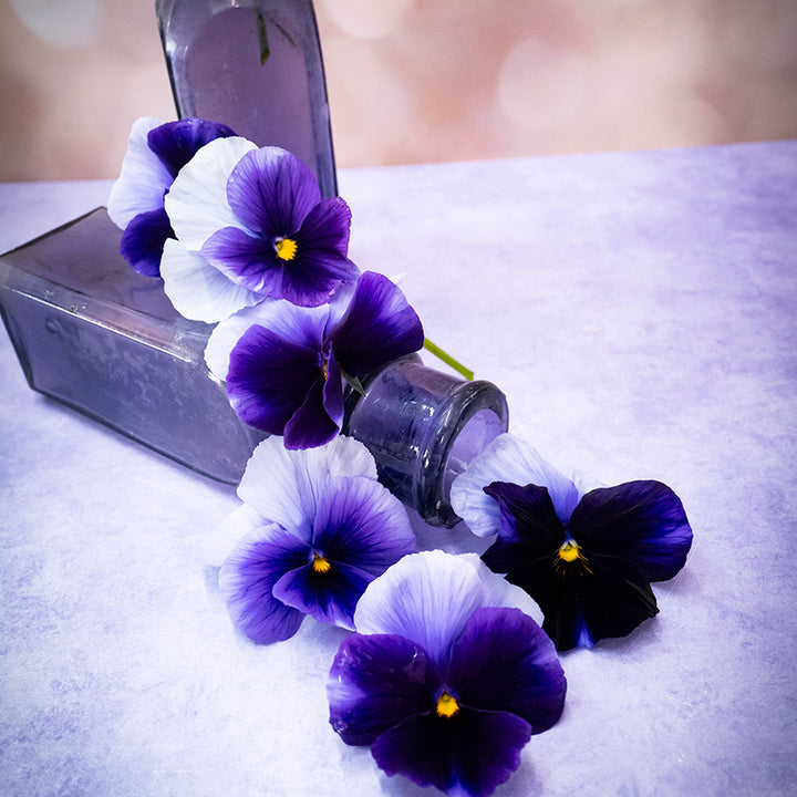 Super Beaconsfield Pansies spilling out of a turned over small jar.