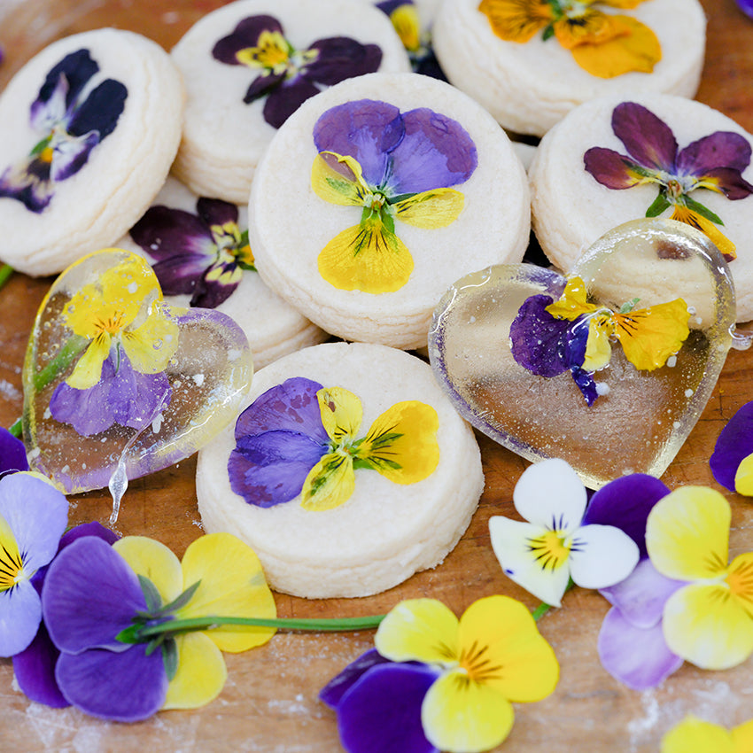 Sweetie Violas in lollipop.