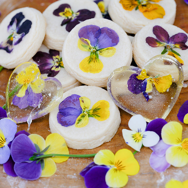 Sweetie Violas in lollipop.