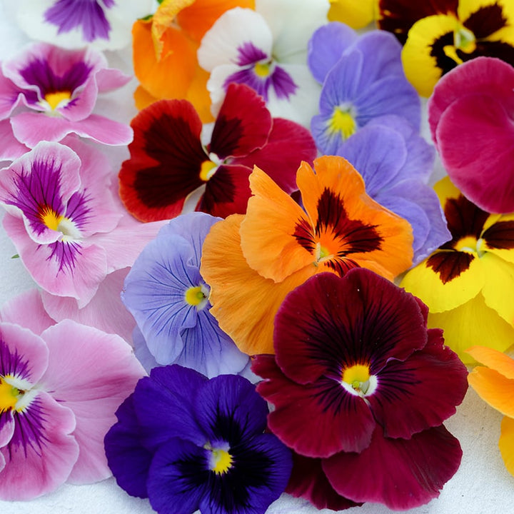 Close-up detail of Trumpets Mix Pansy blooms on a light background.