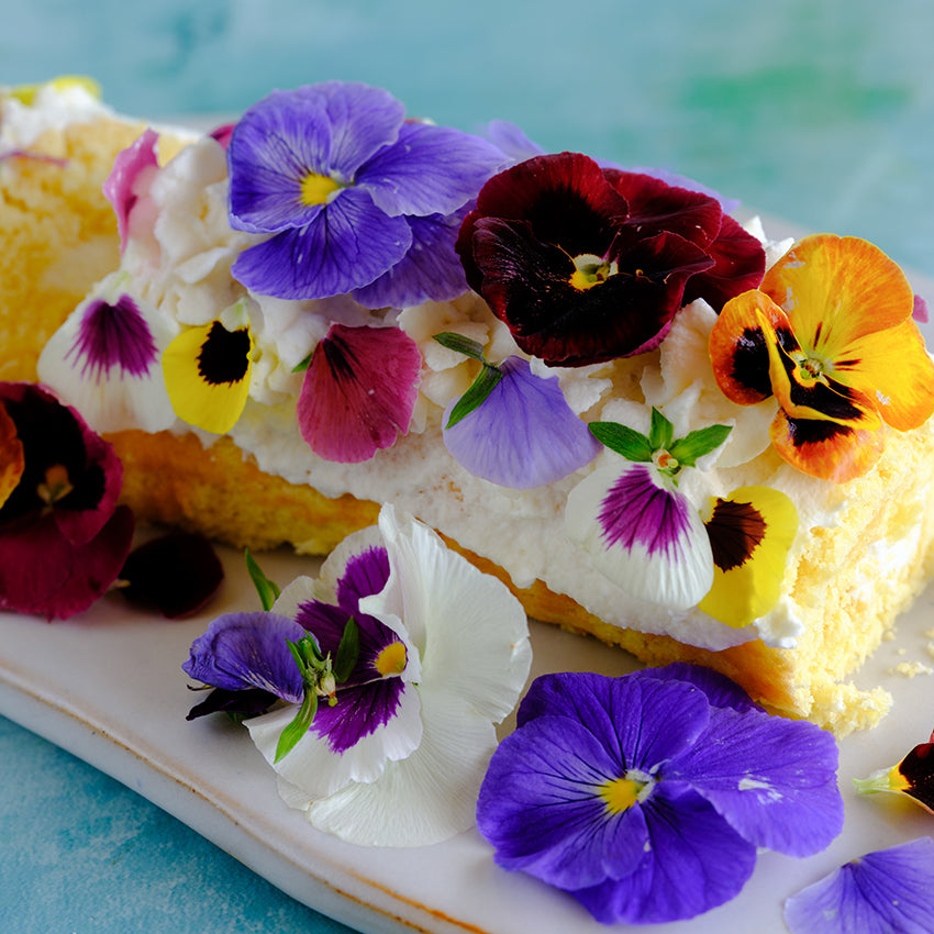 Many of Trumpets Mix Pansies on a swiss roll cake on a light blue background.