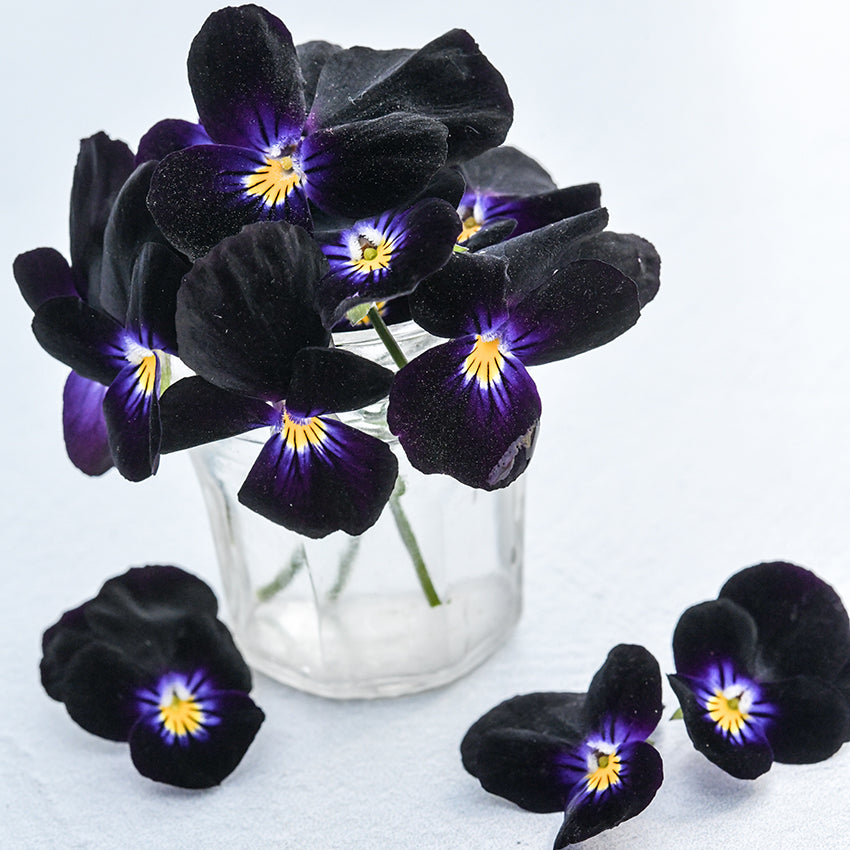 Viola Seeds, Bowles Black